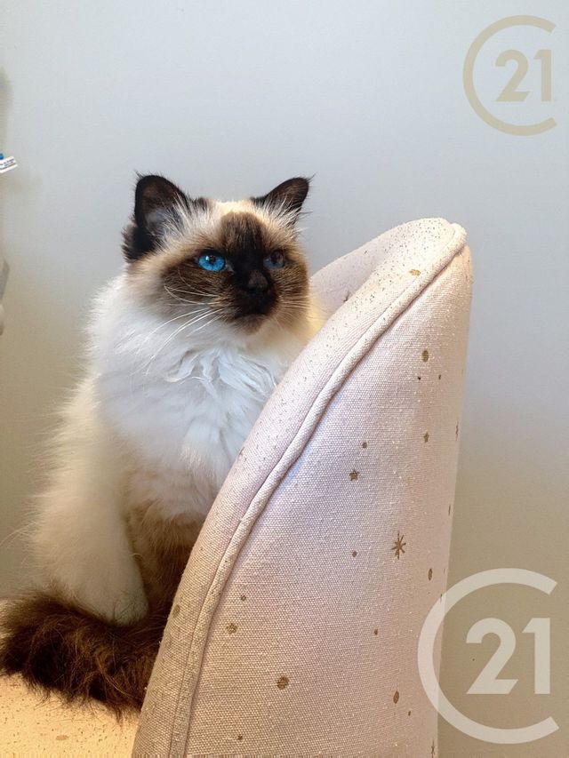 maison à vendre - 7 pièces - 148.4 m2 - ST SAUVEUR SUR ECOLE - 77 - ILE-DE-FRANCE - Century 21 Agence Chaumette